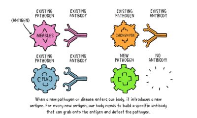 vaccines-antibody-illustration-01